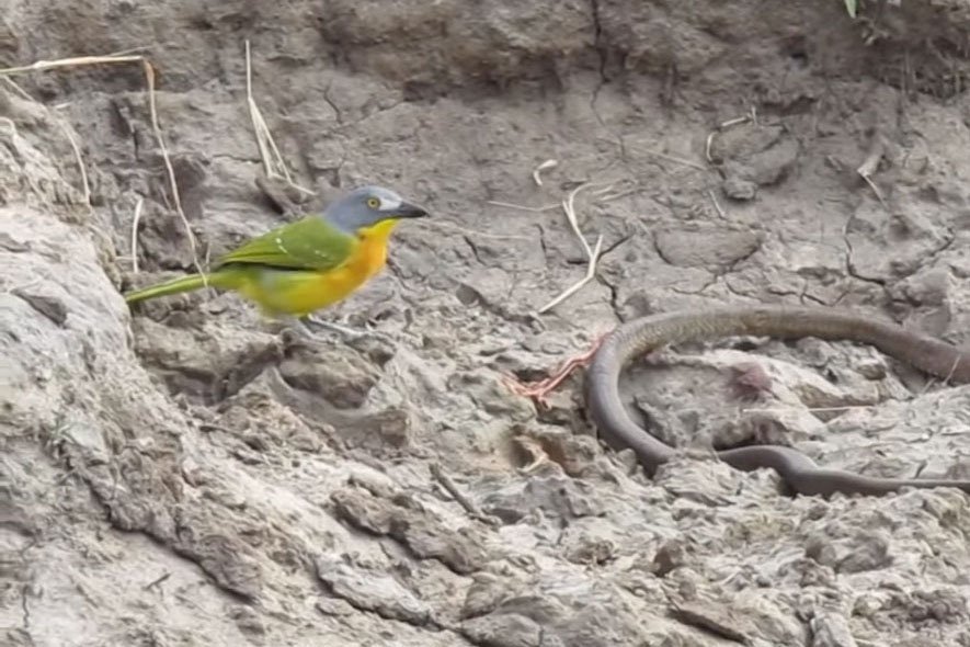 Сорокопут напал на живую змею: видео