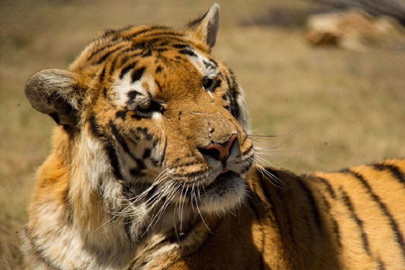 Как сейчас живет тигр, спасенный из «худшего в мире зоопарка»: видео