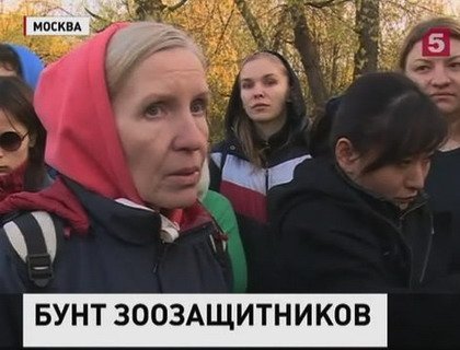 Прокуратура начала проверку в связи с гибелью животных в приюте в Москве