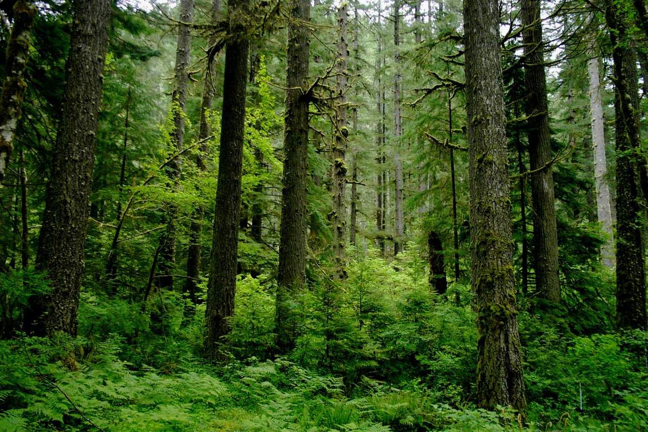 Почти во всех районах Беларуси введены ограничения или запрет на посещение лесов