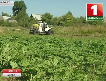 В Минской области активно борются с борщевиком