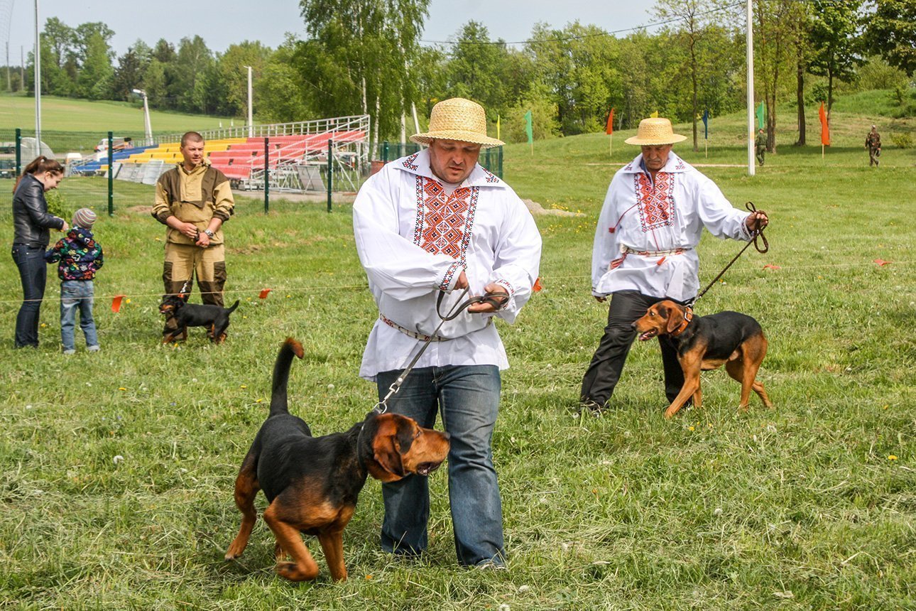 Универсальная охотничья собака