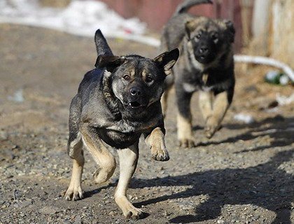 В Гомельском районе сторож стал жертвой бродячих собак