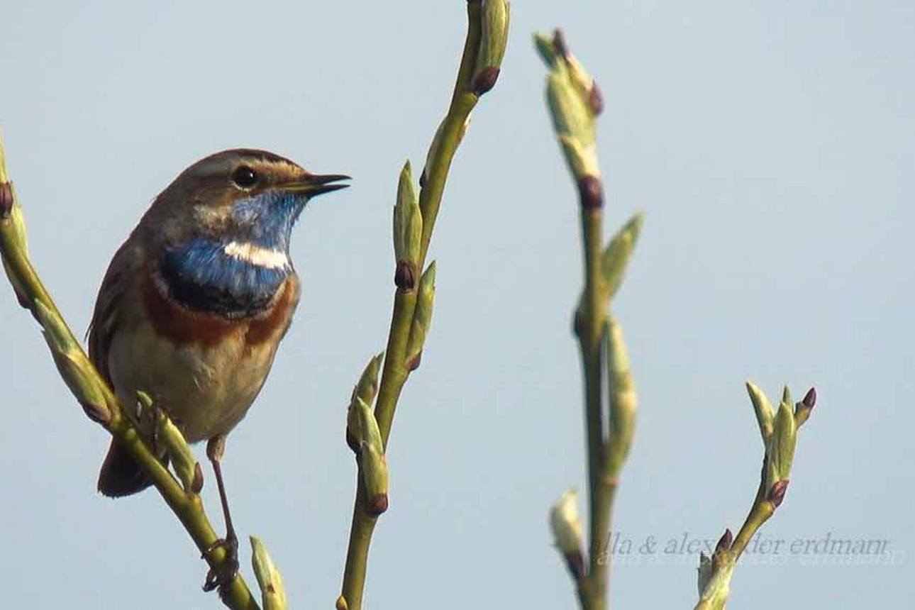 Пернатые солисты. Варакушка (Bluethroat)