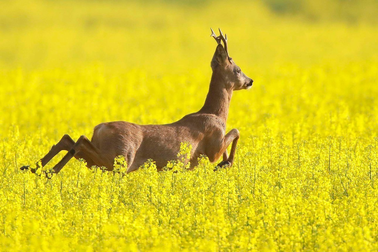 Сергей Гриц – фотограф мая в галерее wildlife.by!