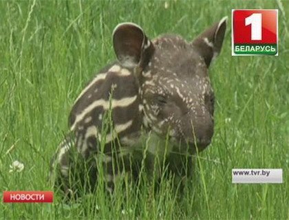 В Пражском зоопарке на свет появился тапир