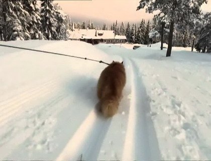 Норвежский кот-лыжник собрал 10 тысяч фолловеров в фейсбуке