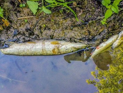 "Вся кверху брюхом". Около Гродно в речке Лашанка погибло большое количество рыбы