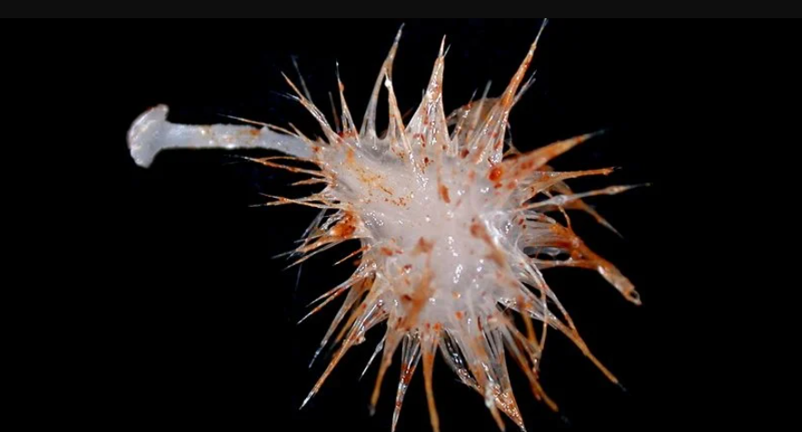 Австралийские ученые обнаружили три новых организма в глубоком океане