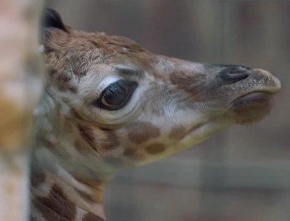 В Британии родился детеныш редкого подвида жирафов