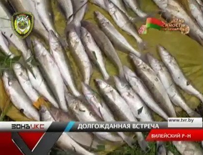 Браконьер, задержанный на Вилейском водохранилище, возместил 47 млн руб. ущерба за 33 кг отборной рыбы