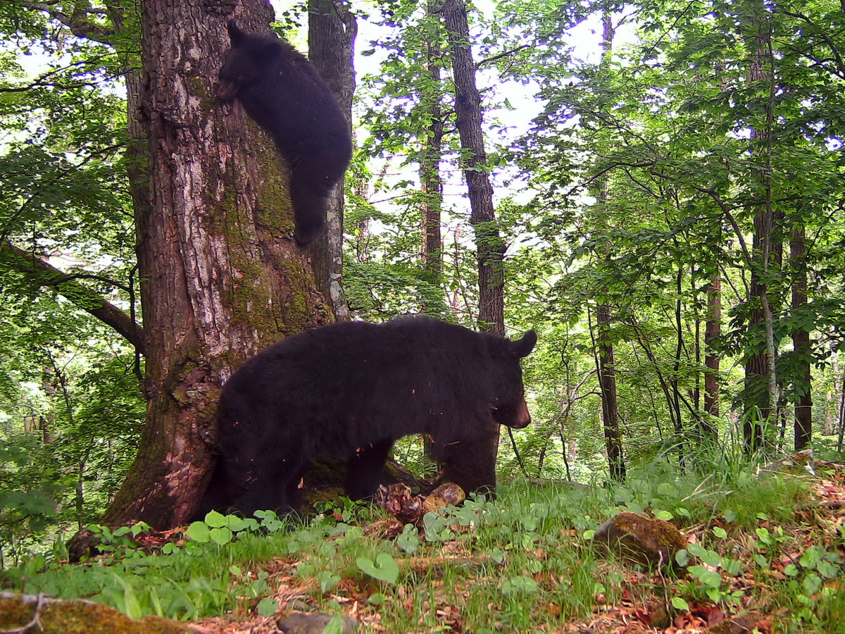 В Приморье забравшийся на дерево медвежонок чуть не упал на ученого