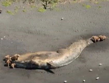 На Аляске стало гибнуть в три раза больше китов