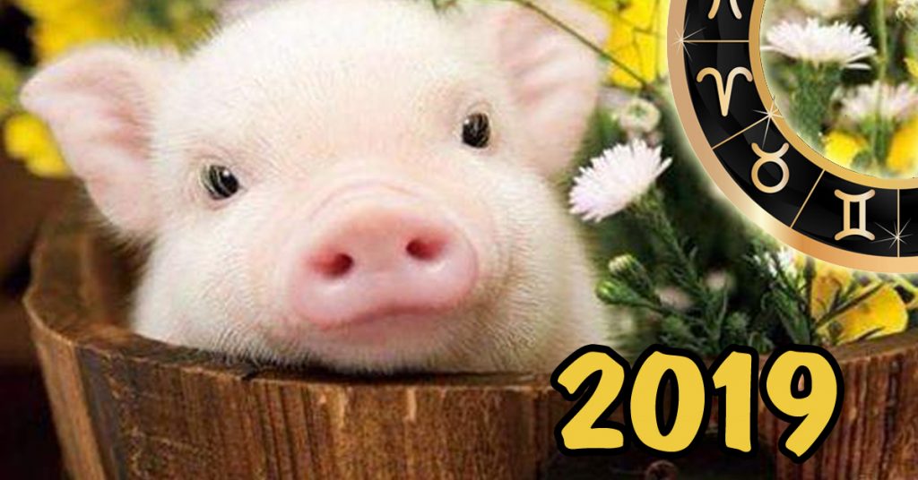 2019 год: не подложит свинью!