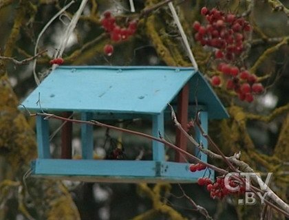 Жители Мядельского района выбирают крылатый символ