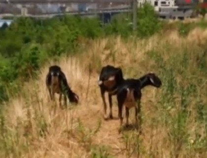 Экологическое новшество в Нью-Йорке — козы-садовники