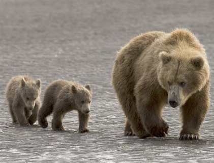 Медведица с медвежонком съели работника Йеллоустонского парка