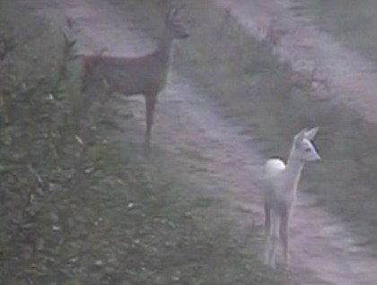 На беларуска-літоўскай мяжы заўважылі казулю-альбіноса