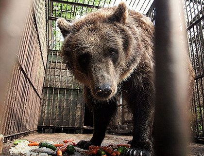 Готовь берлогу летом: В белорусских зоопарках встречают зимний сезон