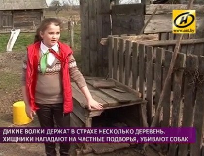 Волки держат в страхе несколько деревень Гомельской области