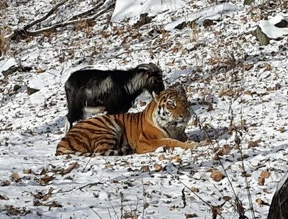 В поведении тигра Амура и козла Тимура появились «интересные нюансы»