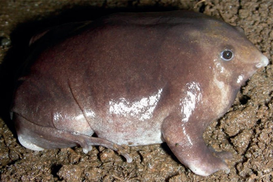 Подземная лягушка-поросенок найдена в Индии