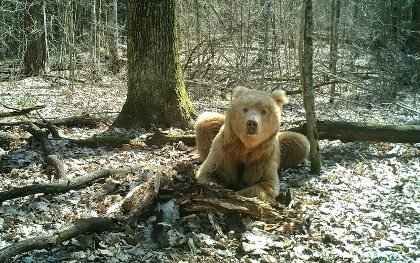 Фотоловушка заповедника «Брянский лес» запечатлела медведя светло-соломенного окраса
