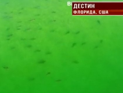 Видео с нашествием акул «взорвало» интернет