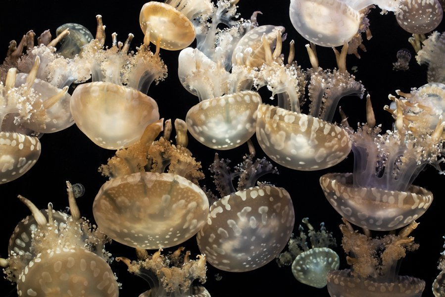 Медузы: странные, скользкие, безмозглые, безупречные