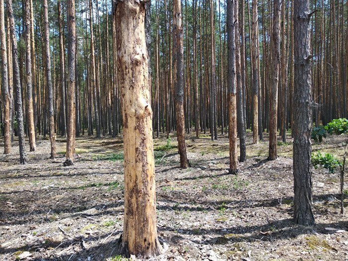 Что угрожает белорусским лесам с юга?