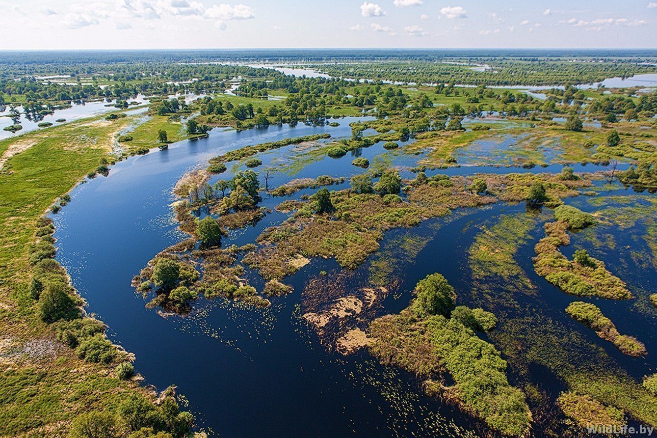 Припятский национальный парк фото