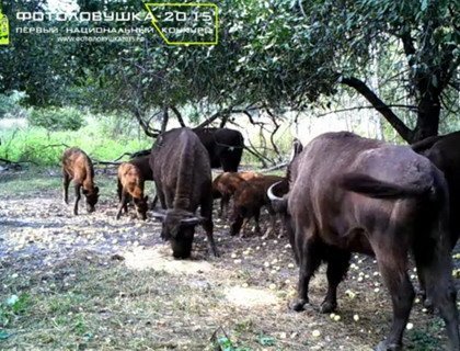 Фотоловушка: зубры, лоси, кабаны нацпарка «Орловское полесье»