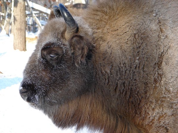 Полесская популяция зубров (1996-2011гг.)