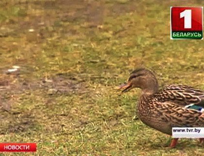 В центре Витебска на зимовку обосновалась стая диких уток