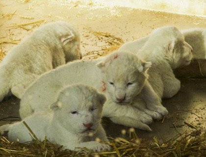 Во французском зоопарке на свет появились белоснежные львята