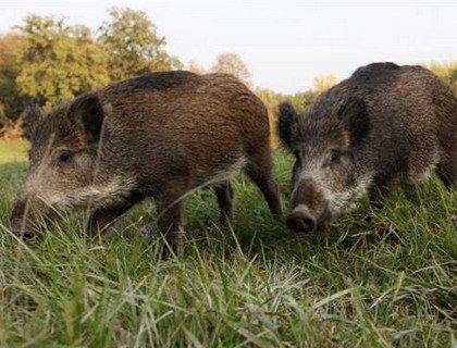 В Киевской области требуется отстрелить 300 диких свиней