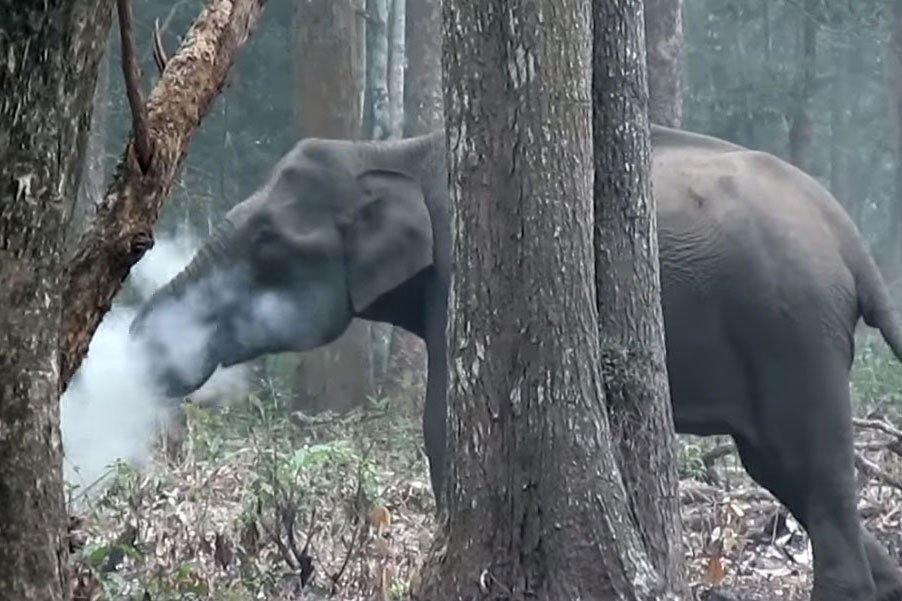 Почему слон выдыхает дым: видео