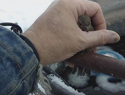 Видео спасения примерзшей птицы стало интернет-хитом