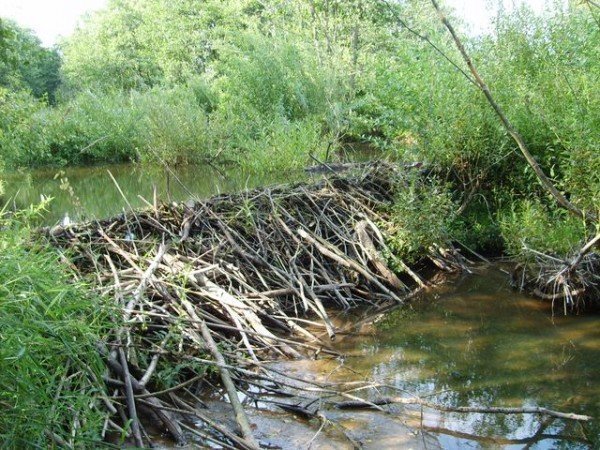 Як бабры Усу адрадзілі