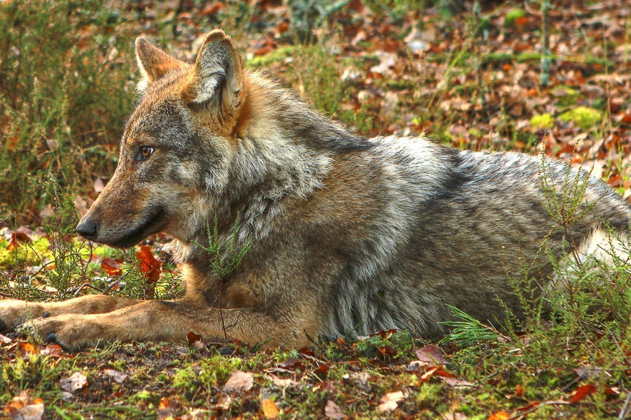 Мать и сын – волки. Ученые начали GPS-наблюдение за двумя животными на Полесье