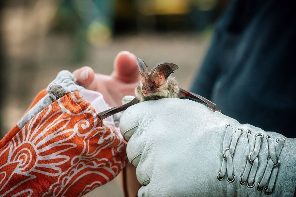 Спасти рядового Кажана: как и зачем на Полесье ищут редких летучих мышей