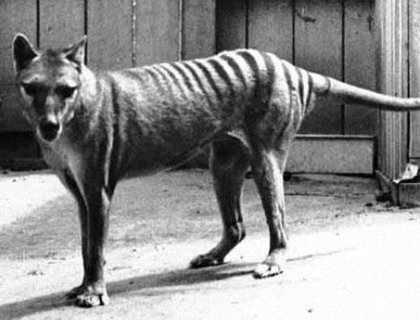 В Австралии найден считавшийся вымершим тасманский тигр