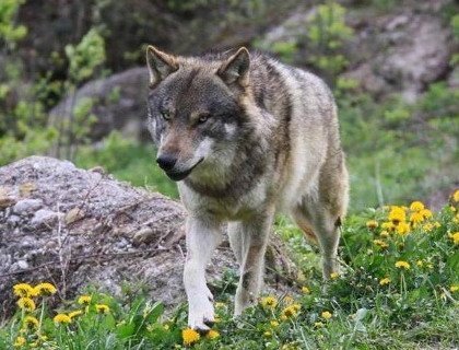 Швейцария не знает, как быть с волками