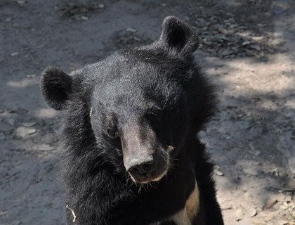 История «смешного» медведя, который ходит, как человек