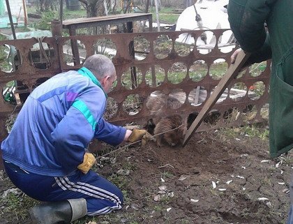 Бобр застрял в заборе. Как на даче под Бобруйском дикое животное спасали