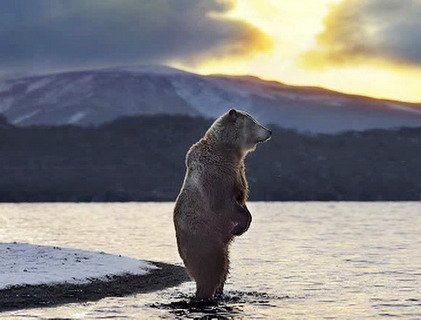 Фотоконкурс о дикой природе России продлен до 6 сентября