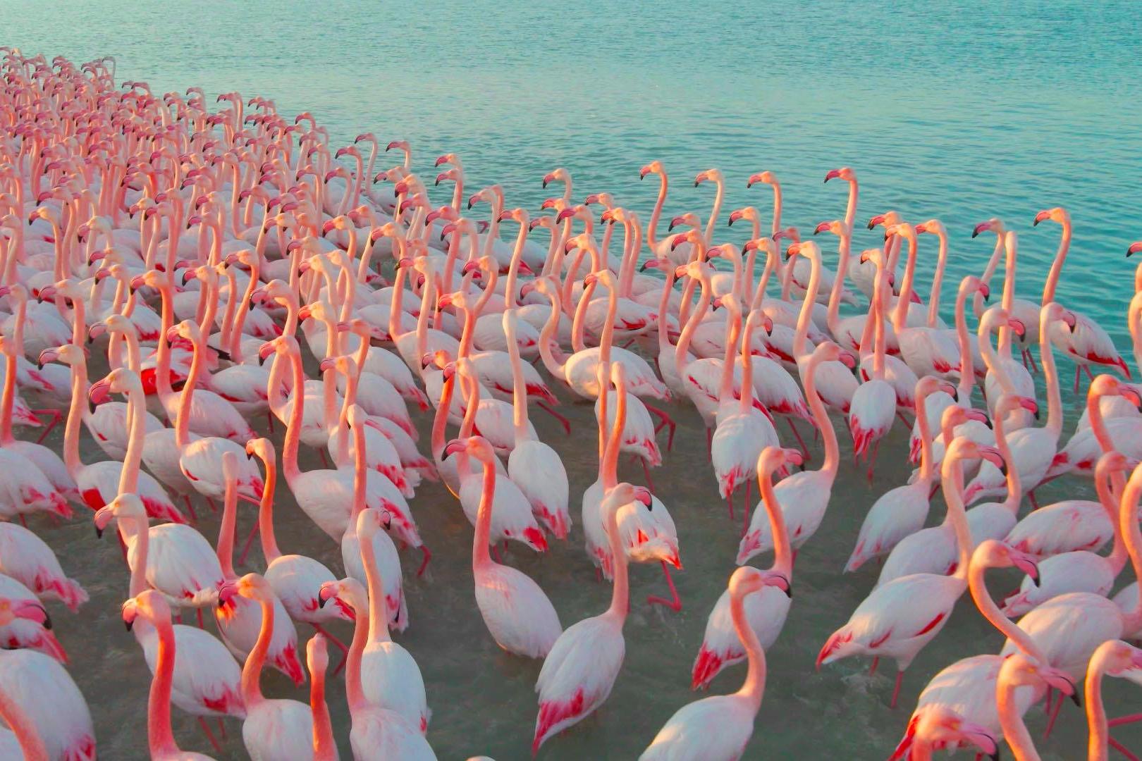 На Кипре встревожены гибелью нескольких десятков фламинго