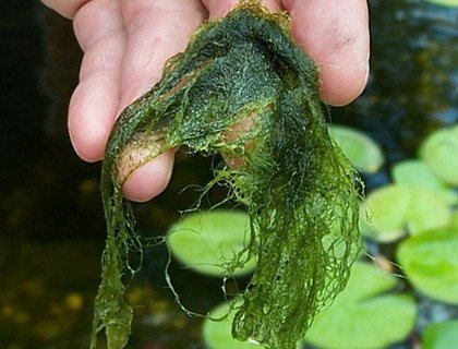 Байкалу угрожают водоросли