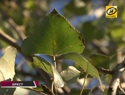 В Бресте зазеленели ивы, тополя и березы