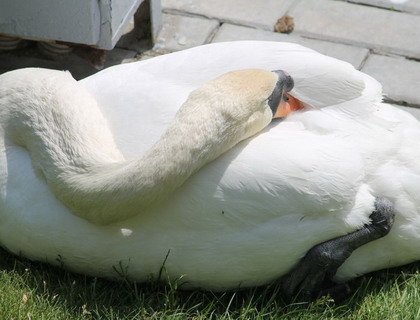 Гомельчане обеспокоены судьбой лебединого яйца